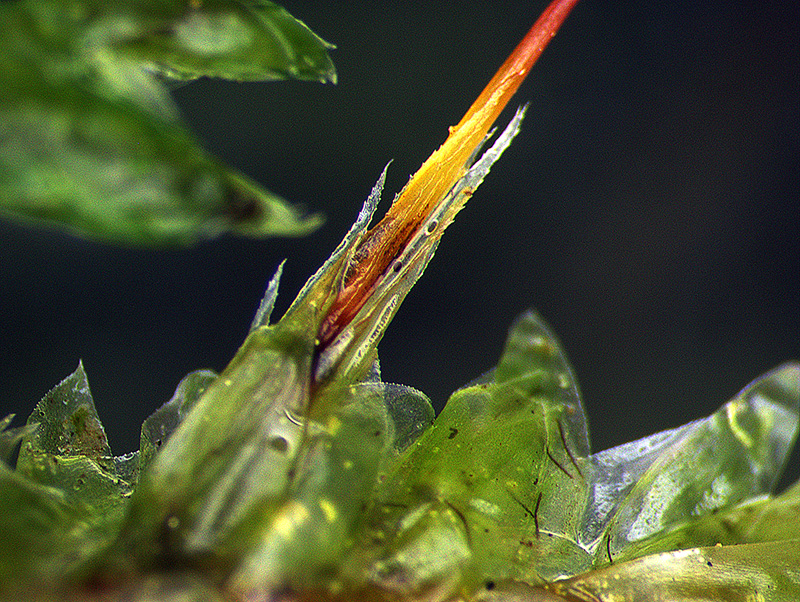 https://www.nzplants.auckland.ac.nz/en/about/mosses/native-species/trachylomataceae/trachyloma-diversinerve.html